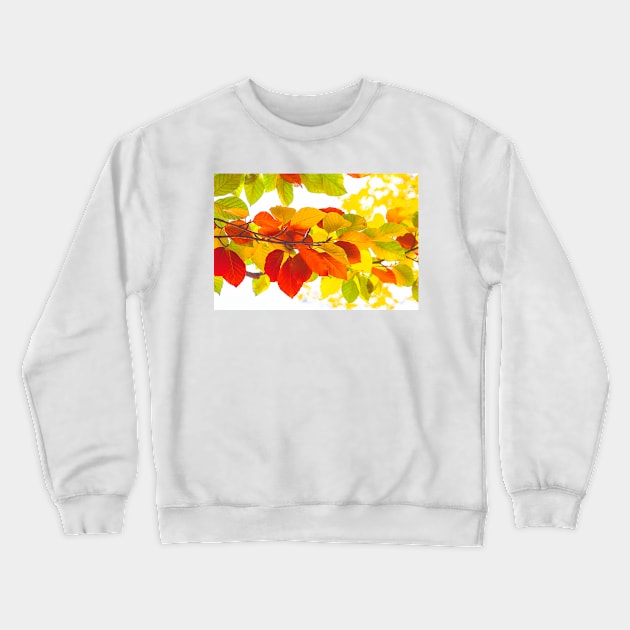 Colourful leaves on a white background Crewneck Sweatshirt by Design A Studios